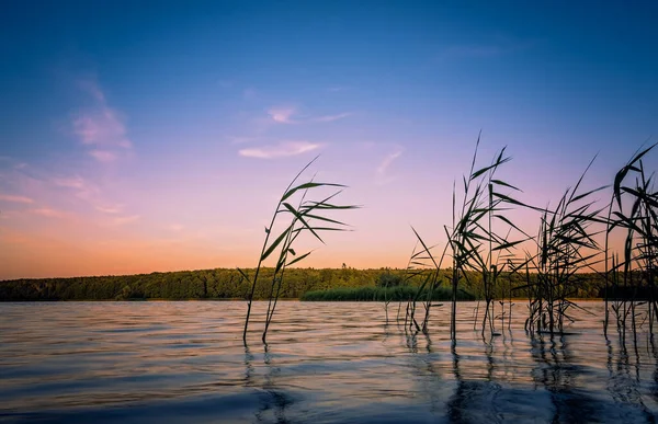 Egy Csodálatos Képet Növények Víz Felszíne Felett Egy Reflektív Egy — Stock Fotó