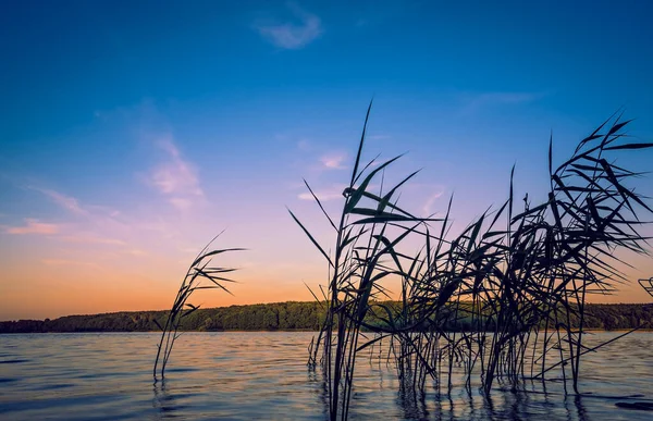 Egy Csodálatos Képet Növények Víz Felszíne Felett Egy Reflektív Egy — Stock Fotó