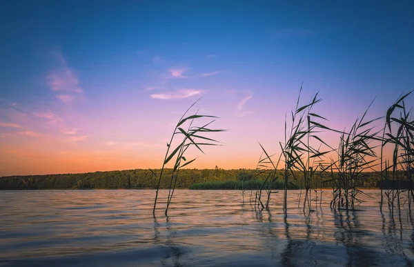 一张美丽的落日背景下 在倒映湖水面上的草木照片 — 图库照片