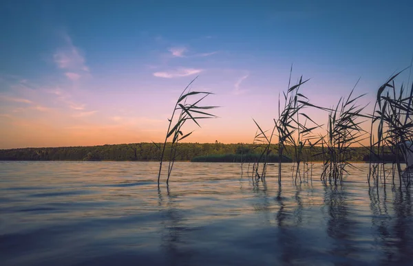 Egy Csodálatos Képet Növények Víz Felszíne Felett Egy Reflektív Egy — Stock Fotó