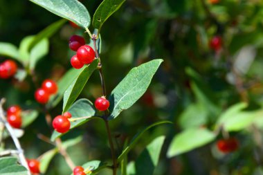 Oregon 'da çalılara yapışmış böğürtlen kümesi. Resmi yaklaştır.