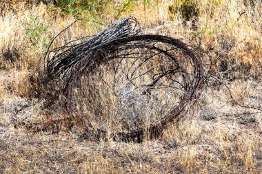 Dikenli teller Oregon 'daki yabani otlara sarılmış ve atılmış. Paslı ve fazla gelişmiş..