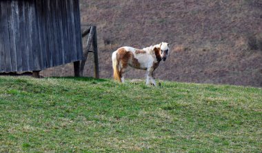 Shaggy, kahverengi ve beyaz midilli büyük bir tarlada duruyor. Kahverengi, beyaz ve kameraya bakıyor. Resim tam uzunluktadır.