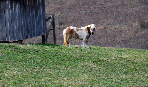 Shaggy, kahverengi ve beyaz midilli büyük bir tarlada duruyor. Kahverengi, beyaz ve kameraya bakıyor. Resim tam uzunluktadır.