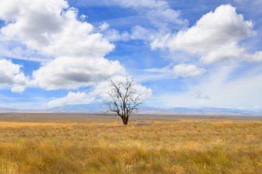 Yalnız ağaç, ince brandalarla çıplak, Oregon 'un yüksek çölünde duruyor. Mavi gökyüzü ve bulutlar tarafından çerçevelenir..