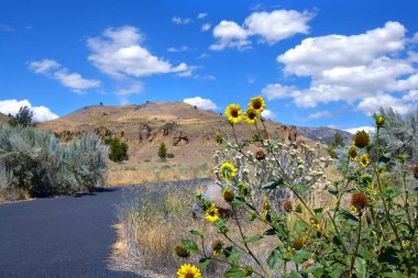 Vahşi Ayçiçekleri, Oregon 'daki John Day Fosil Yatakları Ulusal Anıtı' nda Clarno Piknik Alanı ve Barınağı 'na giden yolun yanında çiçek açar..