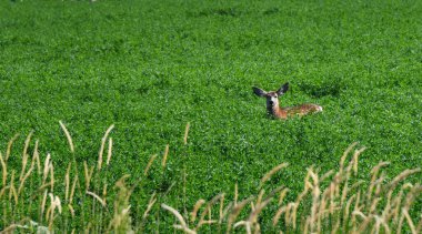 Fawn, benekli, Oregon 'daki Smith Rock State Park yakınlarındaki yeşil çimlerde yatıyor..