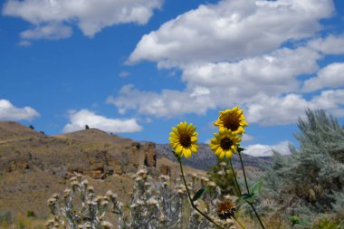 John Day Fosil Yatakları Ulusal Anıtı 'nın Clarno Birimi' nde üç yabani ayçiçeği çiçek açtı. Mavi gökyüzü ve bulutlar tepemizde.