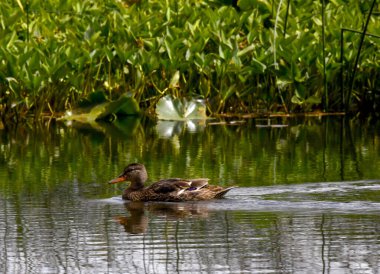 Female Mallard duck glides across the waters of Hosmer Lake, on the Cascade Lakes Scenic Byway.