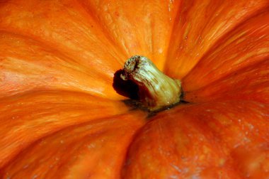 Background image shows pumpkin stem with moisture gathered around the base.