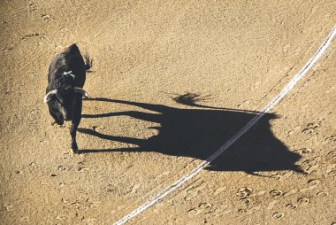 Corrida, şarj boğa