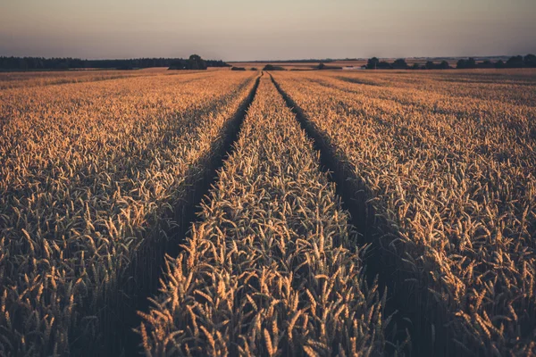 Campo de trigo al atardecer — Foto de Stock