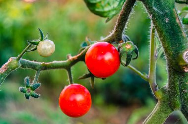 İki domates bir dalda kiraz