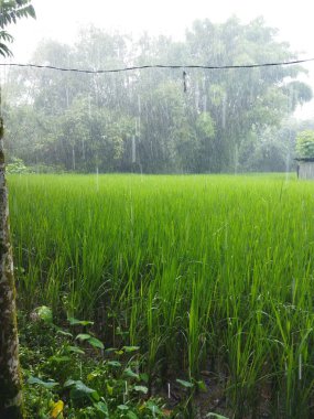 beautiful landscape with a rice in the morning