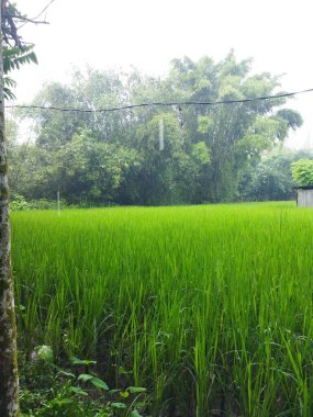 Ormanda yeşil çimenler