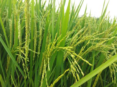 Tayland 'daki pirinç tarlası