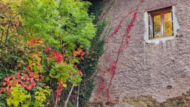 Saint-Jean-Bonnefonds, Fransa - 17 Ekim 2025: Canlı kırmızı, sarı ve yeşil tonlarda sonbahar yaprakları altın ağaçları yansıtan bir pencereyle eski bir duvara tırmanıyor.