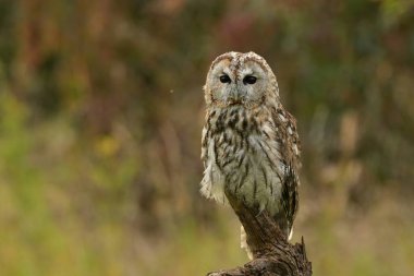 Tawny baykuş Strix aluco kuş genç kuzey uzun kulaklı baykuş tüyü tozlu tüylü vahşi doğa daha az boynuzlu kedi, güzel hayvan, güzel büyülü hayvan, kuş izleme kuşbilimi, vahşi yaşam tatlı