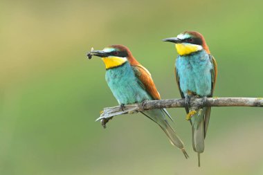 Avrupa arısı yiyen Merops kuş ötüşü. Vahşi yaşam. Güzel hayvan ispinozu, güzel büyülü hayvan ispinozu. Kuşbilimi seyreden yağmur kuşu.