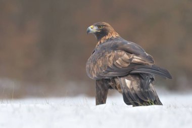 Altın kartal Aquila chrysaetos kuş vahşi kuzey atmaca vahşi yaşam av doğa yırtıcı kar, güzel hayvan, sevimli büyülü hayvan, kuş izleme kuşbilimi, kış karlı ve soğuk su ayazı vahşi hayvan sevgili tüylü, ovalı yaprak döken