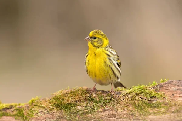 Avrupa serini Serinus serinus serinus kuş ötücü yaban hayatı yırtıcı horozu kuzeyde, güzel hayvan, Çek Cumhuriyeti, Avrupa, Avrupa Birliği