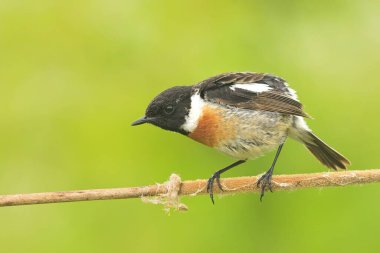 Avrupa 'nın taştan saksafoncusu Rubicola kuşu ötücü yaban hayatı yırtıcı horozu kuzeyin, güzel hayvan dağ ispinozu, sevimli sihirli hayvan, Çek Cumhuriyeti, Avrupa, Avrupa Birliği