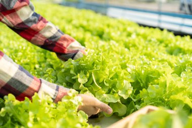  Organik sebze çiftliği, yeşil meşe marulu ve sabah güneşinde hasat sırasında çiftçi kadınların eli. Genç kadın elini kapat. Küçük işletme kavramı