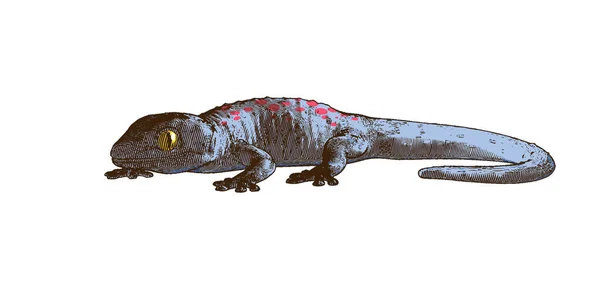 Färg Graverad Vintage Vektor Rita Gecko Med Mörk Skugga Sidovy — Stock vektor