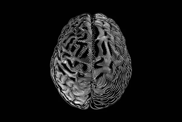 Scibble Garabato Línea Blanca Dibujo Hemisferios Del Cerebro Humano Cerebral — Archivo Imágenes Vectoriales