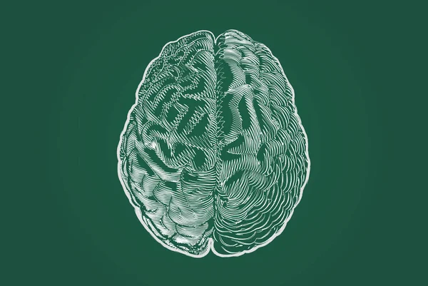 Scybble Doodle Kreda Rysunek Półkule Mózgu Człowieka Mózgu Górnej Widoku — Wektor stockowy