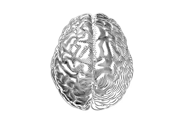 Scibble Gribouille Monochrome Dessinant Des Hémisphères Cerveau Humain Cérébral Vue — Image vectorielle