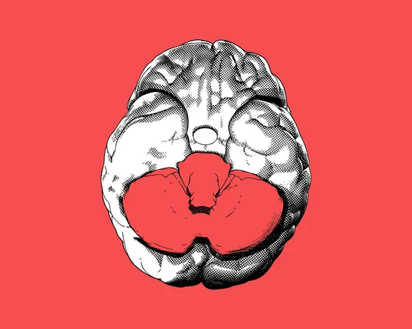 Monochromatyczny Ludzki Mózg Vintage Rysunek Grawerowanie Pod Spodem Widok Crosshatch — Wektor stockowy