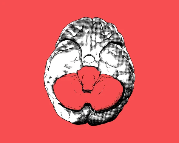 Monokrom Mänsklig Hjärna Vintage Gravyr Ritning Nedre Vyn Crosshatch Stil — Stock vektor