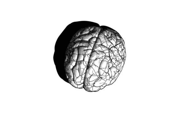Monochrome Gravé Vintage Dessin Fissuration Cerveau Humain Vue Dessus Illustration — Image vectorielle