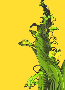 Colorful engraved vintage drawing beanstalk worm eye view growing illustration isolated on blank yellow background clipart