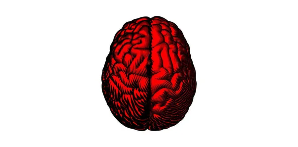 Desenho Xilogravura Vintage Gravado Vermelho Cérebro Humano Ilustração Vista Superior — Vetor de Stock