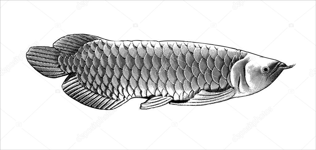 Monochrome black engraved vintage drawing Arowana fish crosshatch style vector illustration isolated on white background