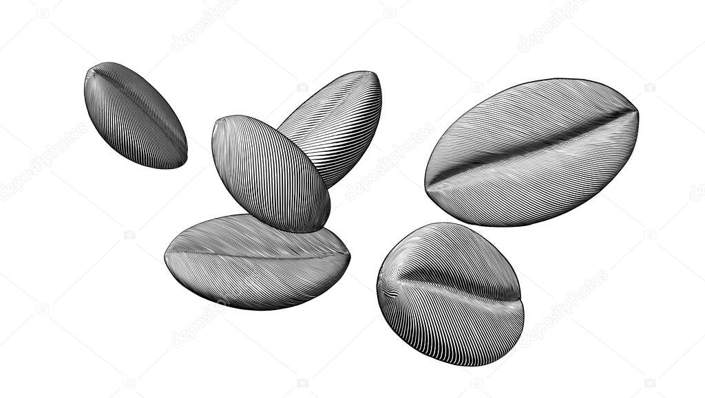 Monochrome engraved vintage drawing coffee bean set vector illustration isolated on white background