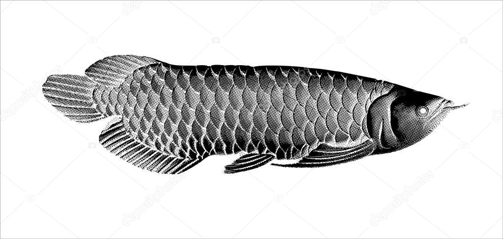 Negative black engraved vintage drawing Arowana fish crosshatch print style vector illustration isolated on white background