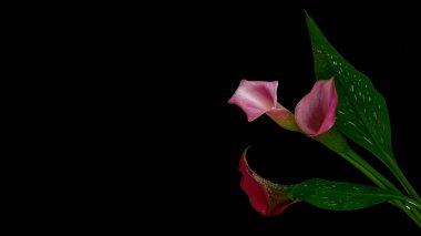 Kalla zambağı çiçeğine trompet domuzu ya da arum zambağı da denir. Zantedeschia aethiopica. Adroid ailesinin daimi bitkisi. Callas. Popüler süs bitkileri. Siyah arkaplanda Zambaklar Varkoor