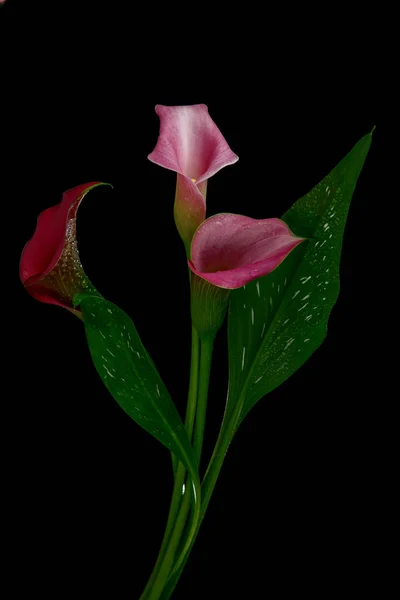 Kalla zambağı çiçeğine trompet domuzu ya da arum zambağı da denir. Zantedeschia aethiopica. Adroid ailesinin daimi bitkisi. Callas. Popüler süs bitkileri. Siyah arkaplanda Zambaklar Varkoor