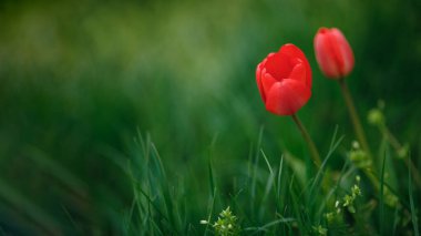 Kırmızı lale çiçekleri yeşil bahar arka planında çiçek açar. Lale bahçesindeki bulanık lalelerin arka planı. Doğa. İlkbaharda doğada taze kırmızı lalenin kapağını kapatın.