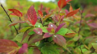 Yeşil kırmızı üzerine Rossy damla bırakır