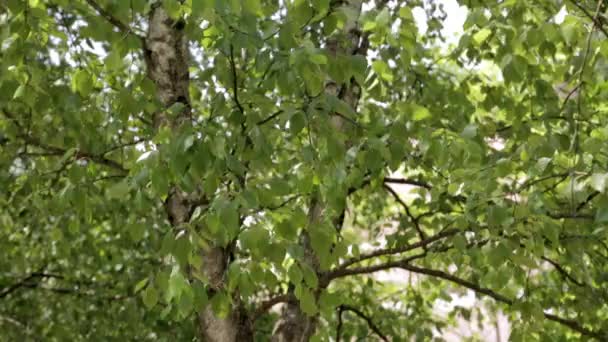 树上的叶子在风中摇曳 — 图库视频影像