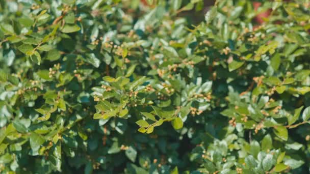 Gröna blad av buskarna i soligt väder — Stockvideo