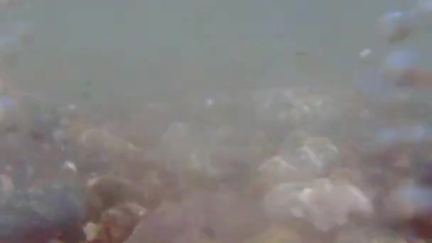 Playa de guijarros con guijarros pequeños y surf de mar. La superficie del mar en una playa de guijarros silvestres. Las olas son para la cámara. La vista bajo el agua. Espuma de onda . — Vídeo de stock