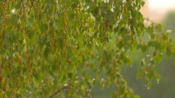 Äste einer Birke im Sommerregen — Stockvideo