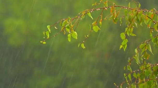 Yaz yağmuru altında bir huş ağacı dalları — Stok video