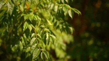 Yeşil ağaç rüzgarda yaprak