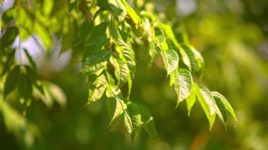 Yeşil ağaç rüzgarda yaprak